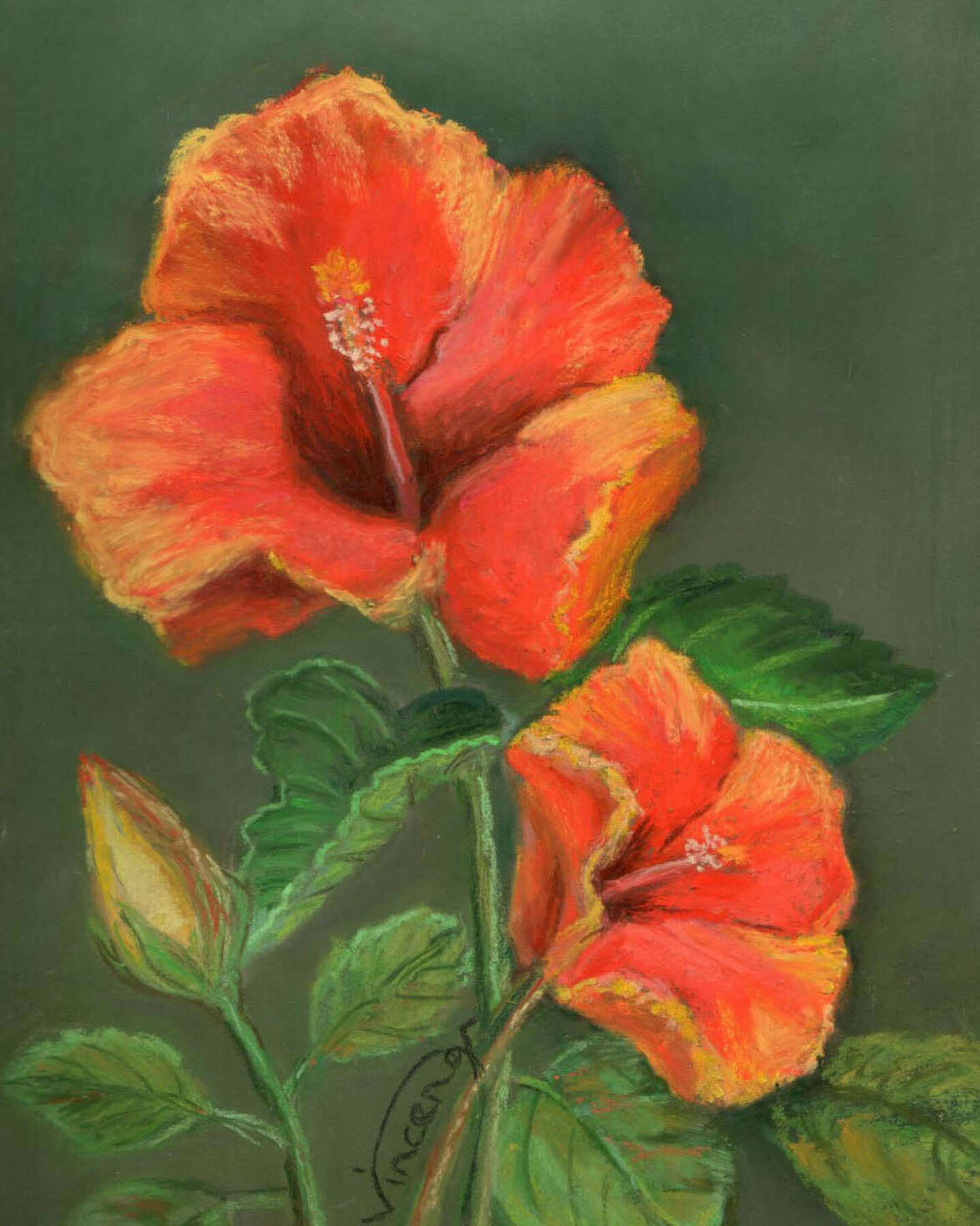 Fiesta Hibiscus