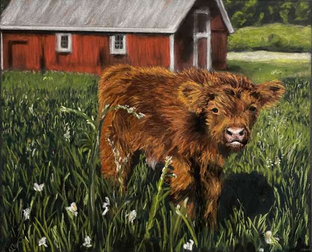 Allison Su Choate - Calf at the Red Barn Farm